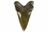 Serrated Angustidens Tooth - Megalodon Ancestor #321686-1